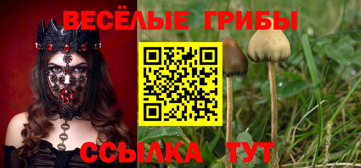 Псилоцибиновые грибы Psilocybine cubensis Семёнов